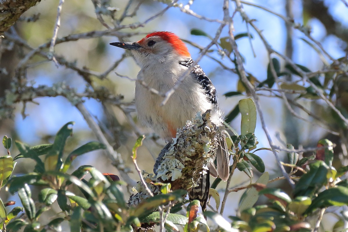 Red-bellied Woodpecker - ML613002876