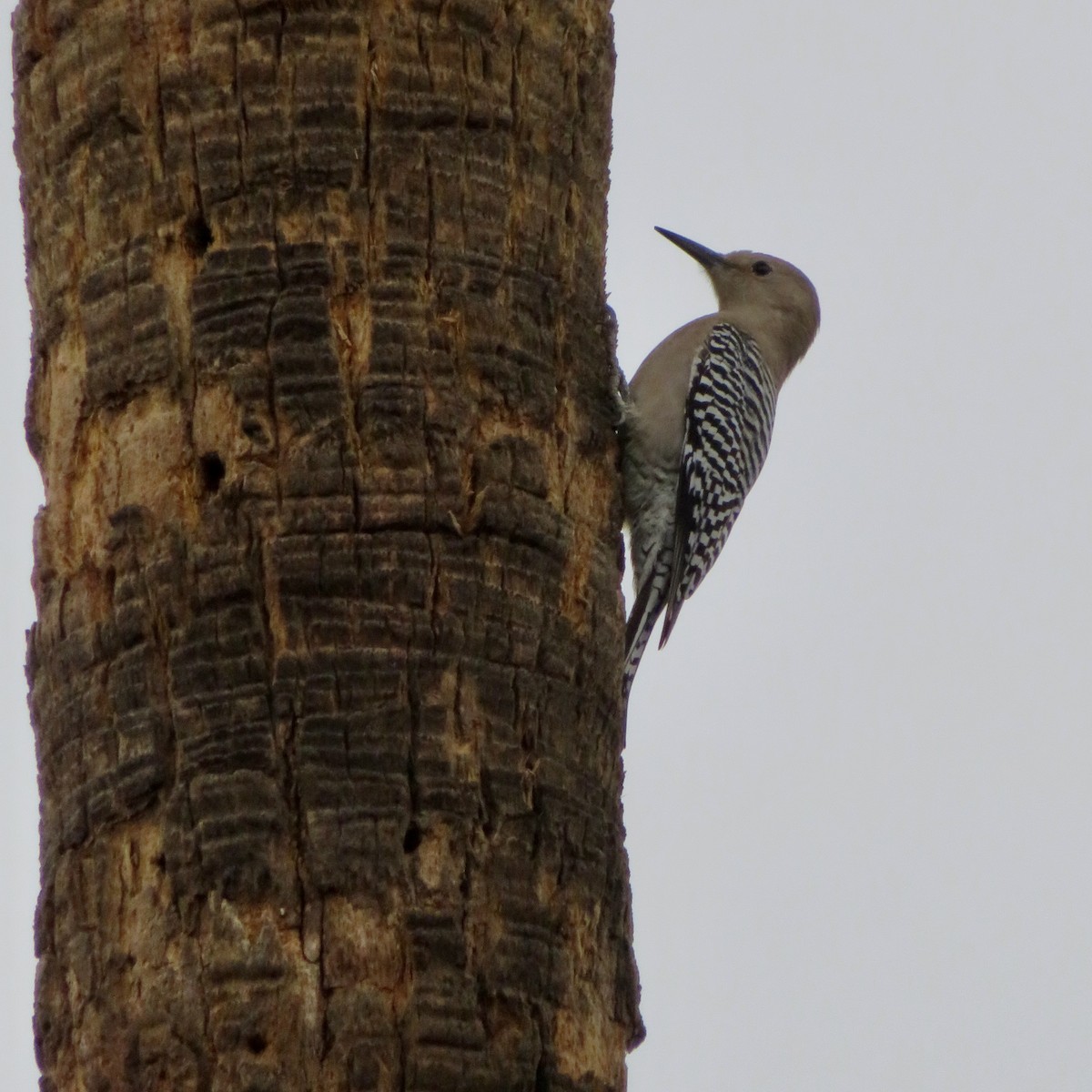 Gila Woodpecker - ML613002972