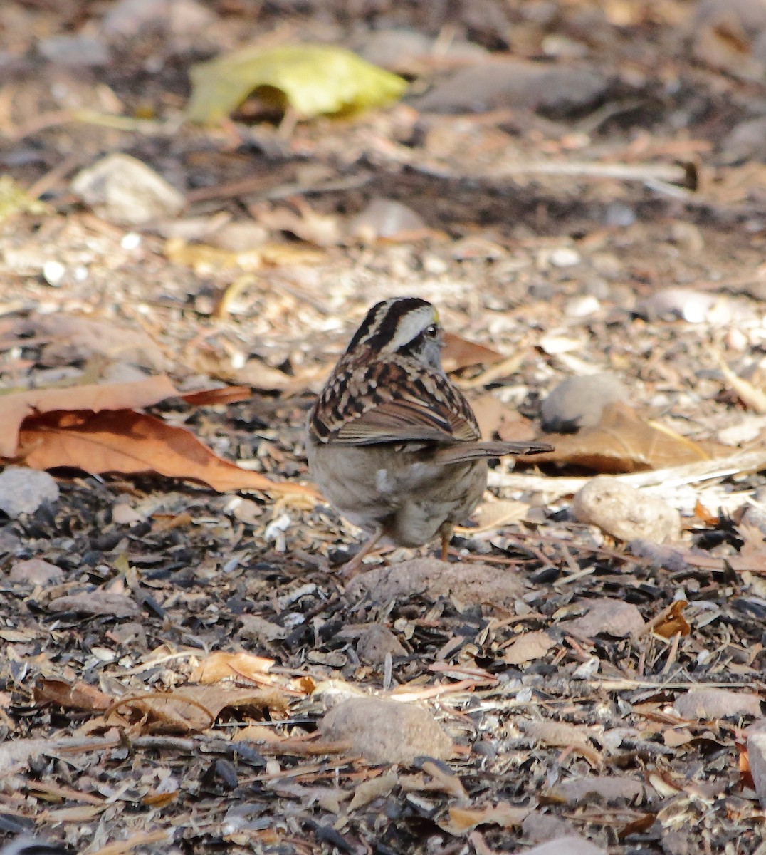White-throated Sparrow - ML613003050