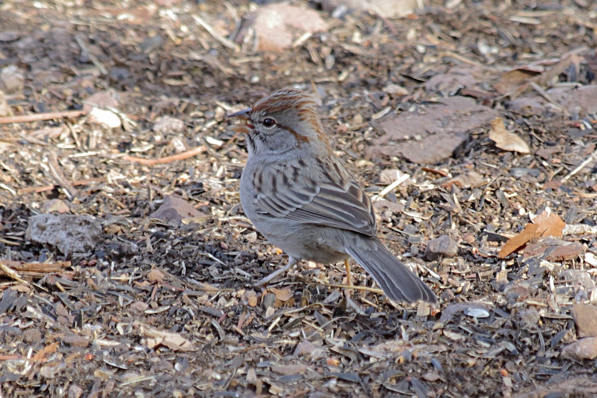 Rufous-winged Sparrow - ML613003080