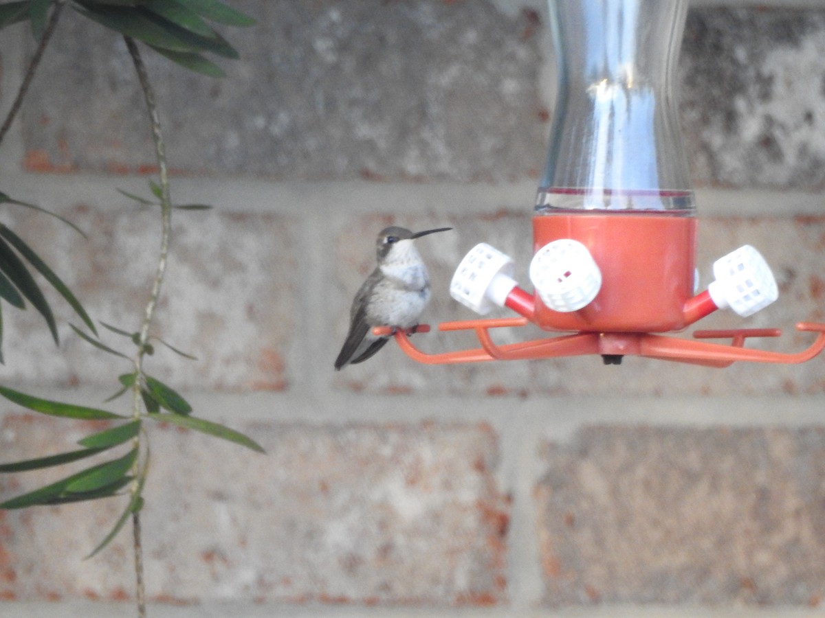 Black-chinned Hummingbird - ML613003125