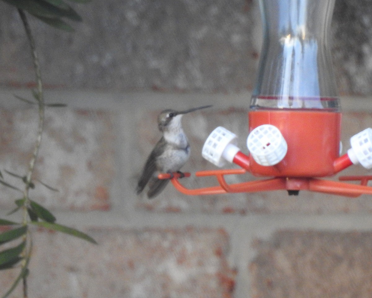 Black-chinned Hummingbird - ML613003177