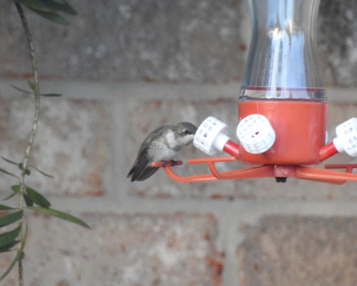 Black-chinned Hummingbird - Rick Kittinger