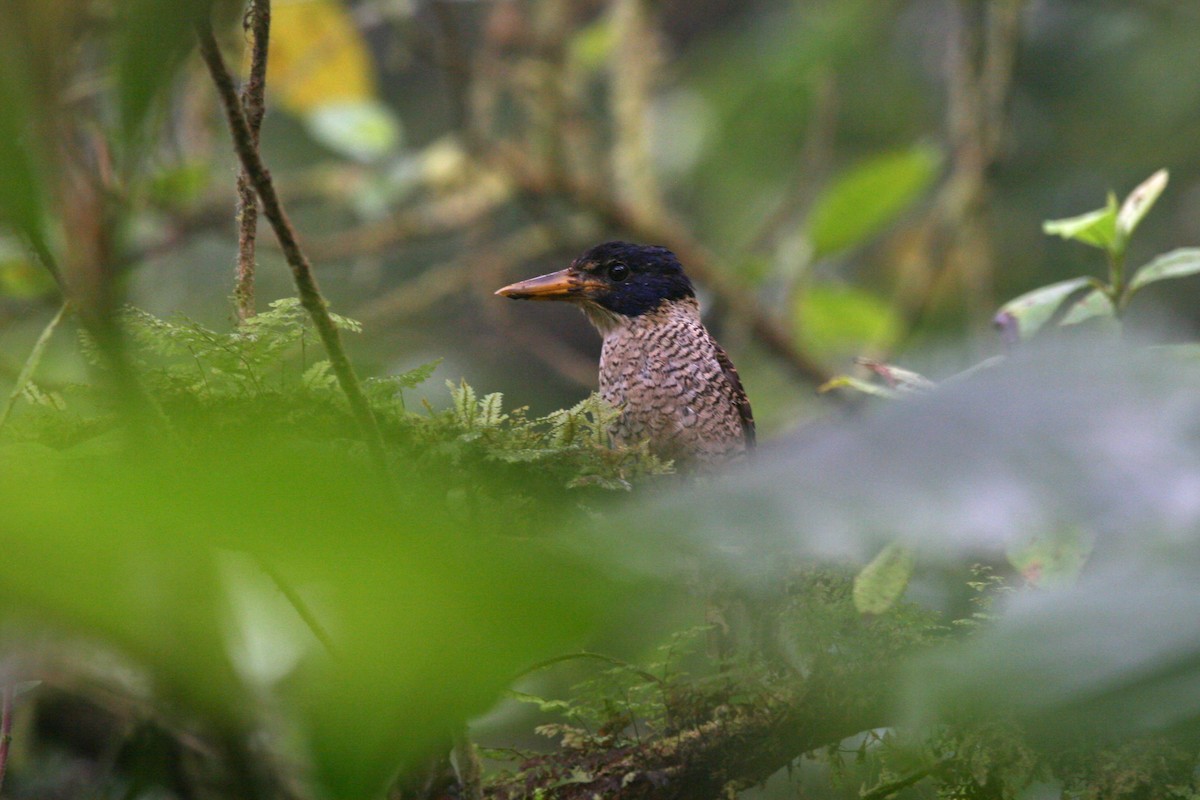 Scaly-breasted Kingfisher - ML613003227