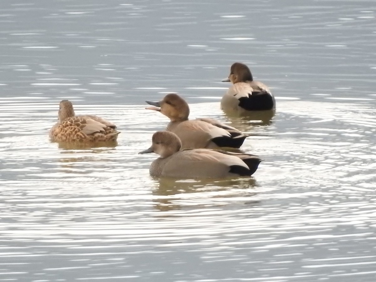 EBird Checklist 1 Jan 2024 Salmon Arm Pier 16 Species   1200