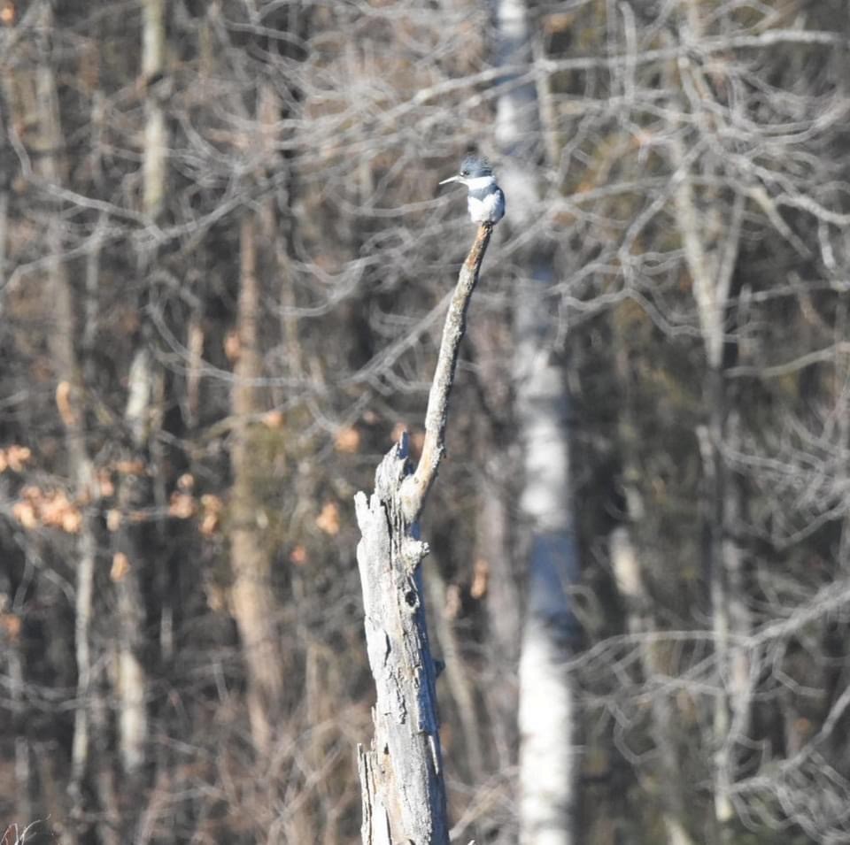 Belted Kingfisher - ML613003295