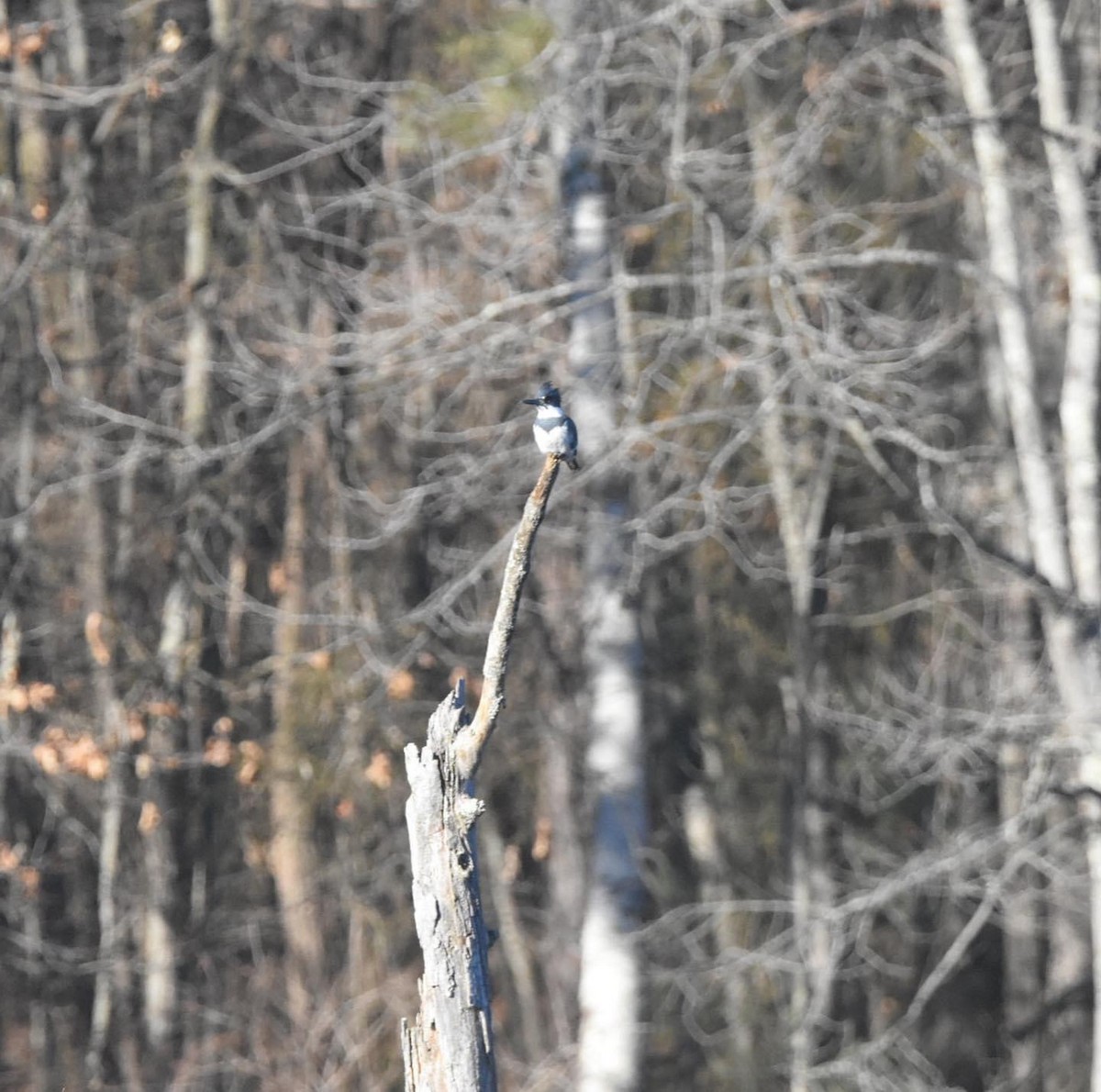 Belted Kingfisher - ML613003296