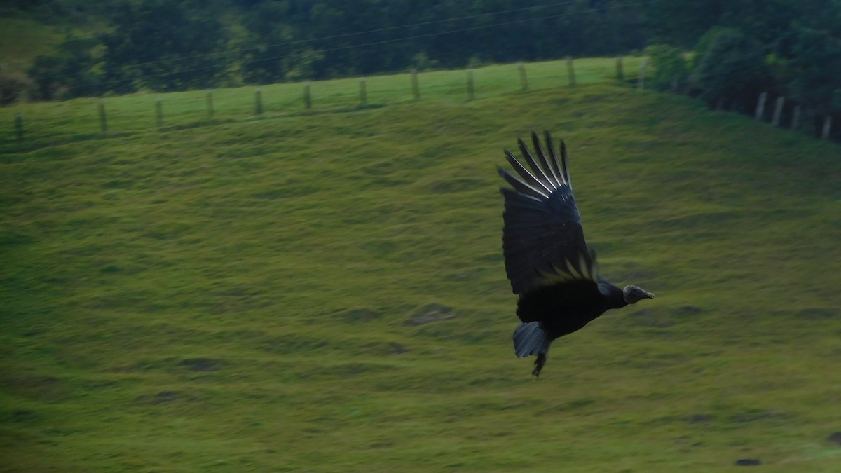 Black Vulture - ML613003394
