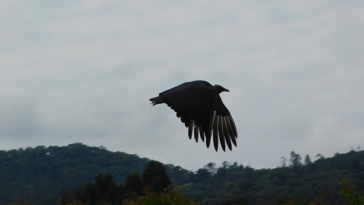 Black Vulture - ML613003415