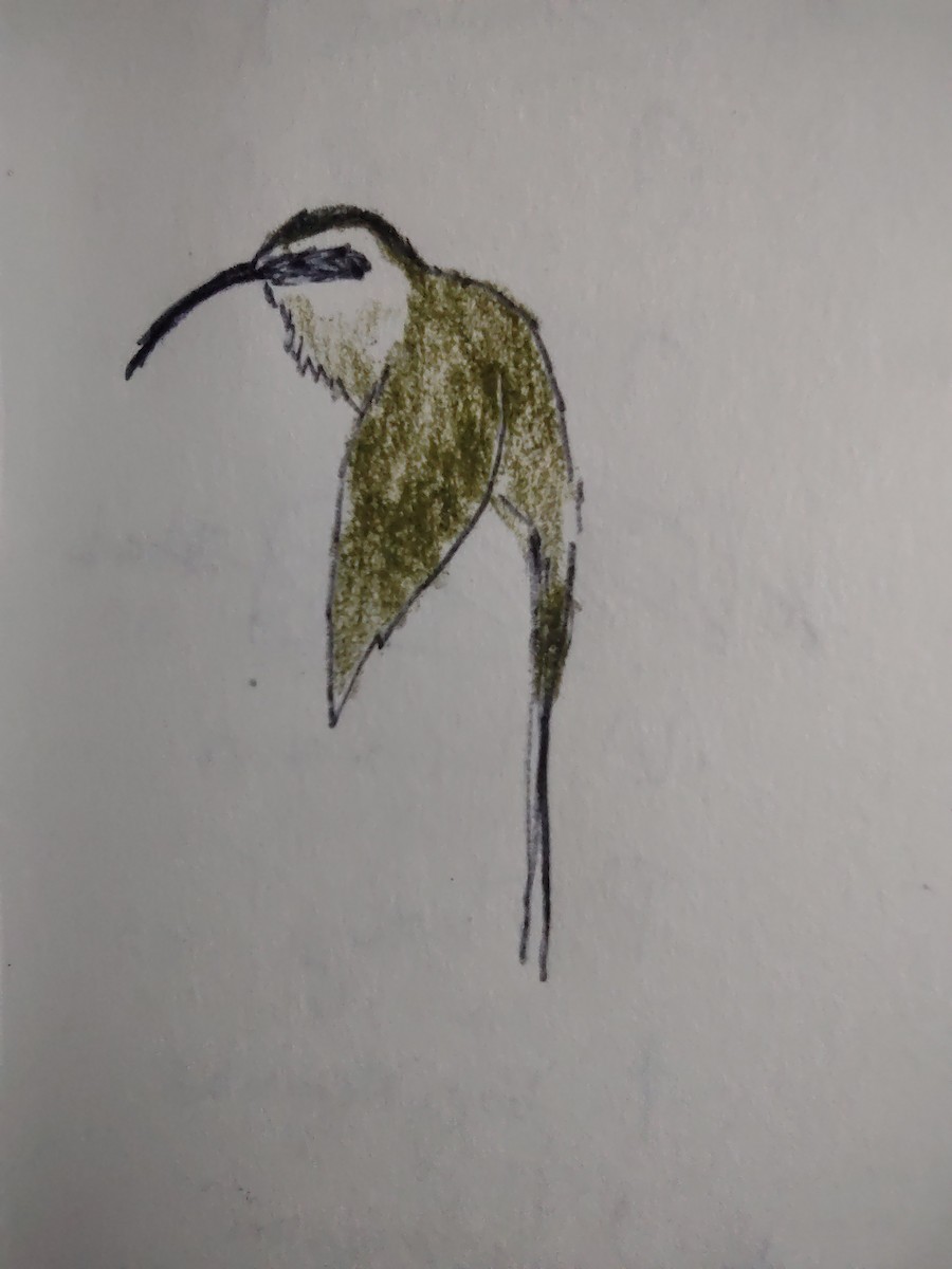 kolibřík západomexický - ML613003778