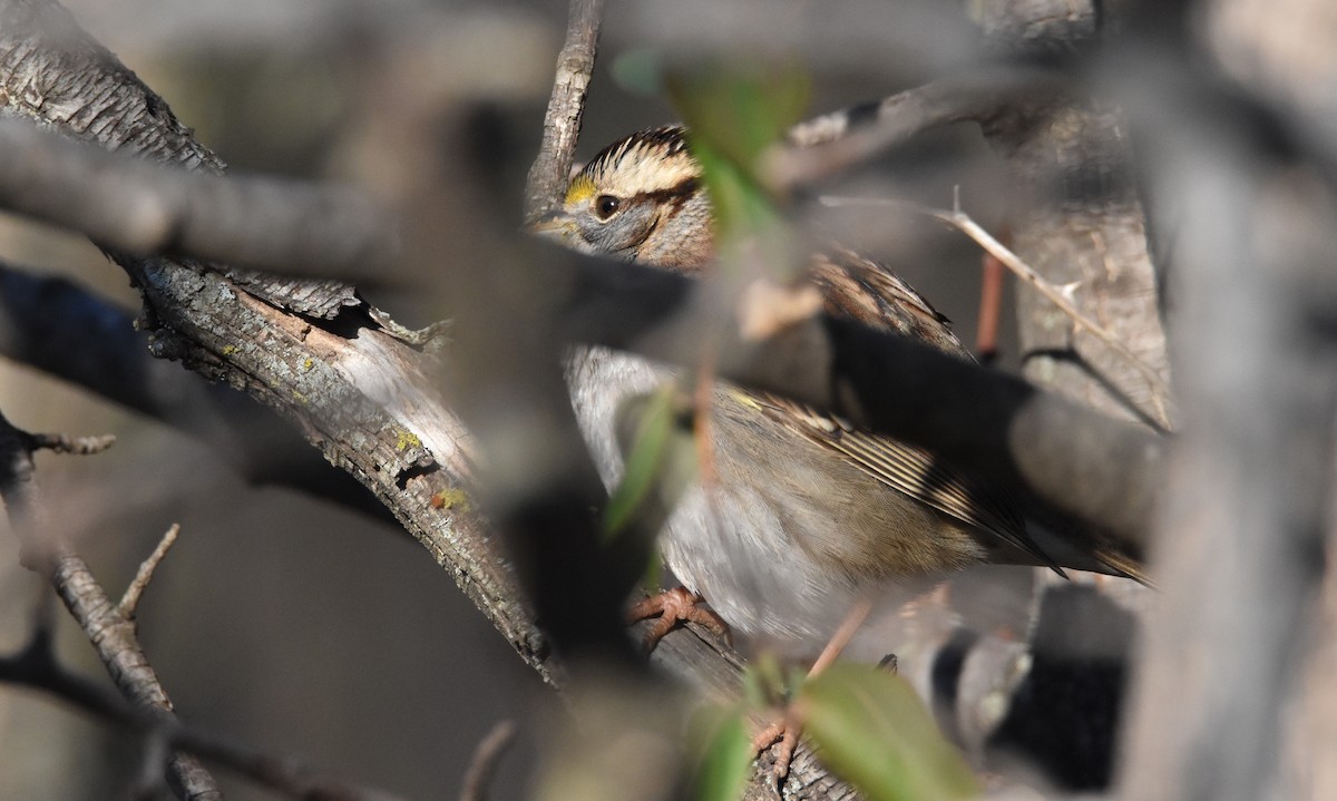 White-throated Sparrow - ML613003803