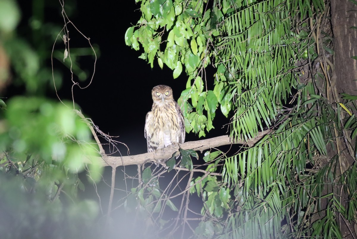 Philippine Eagle-Owl - ML613004128