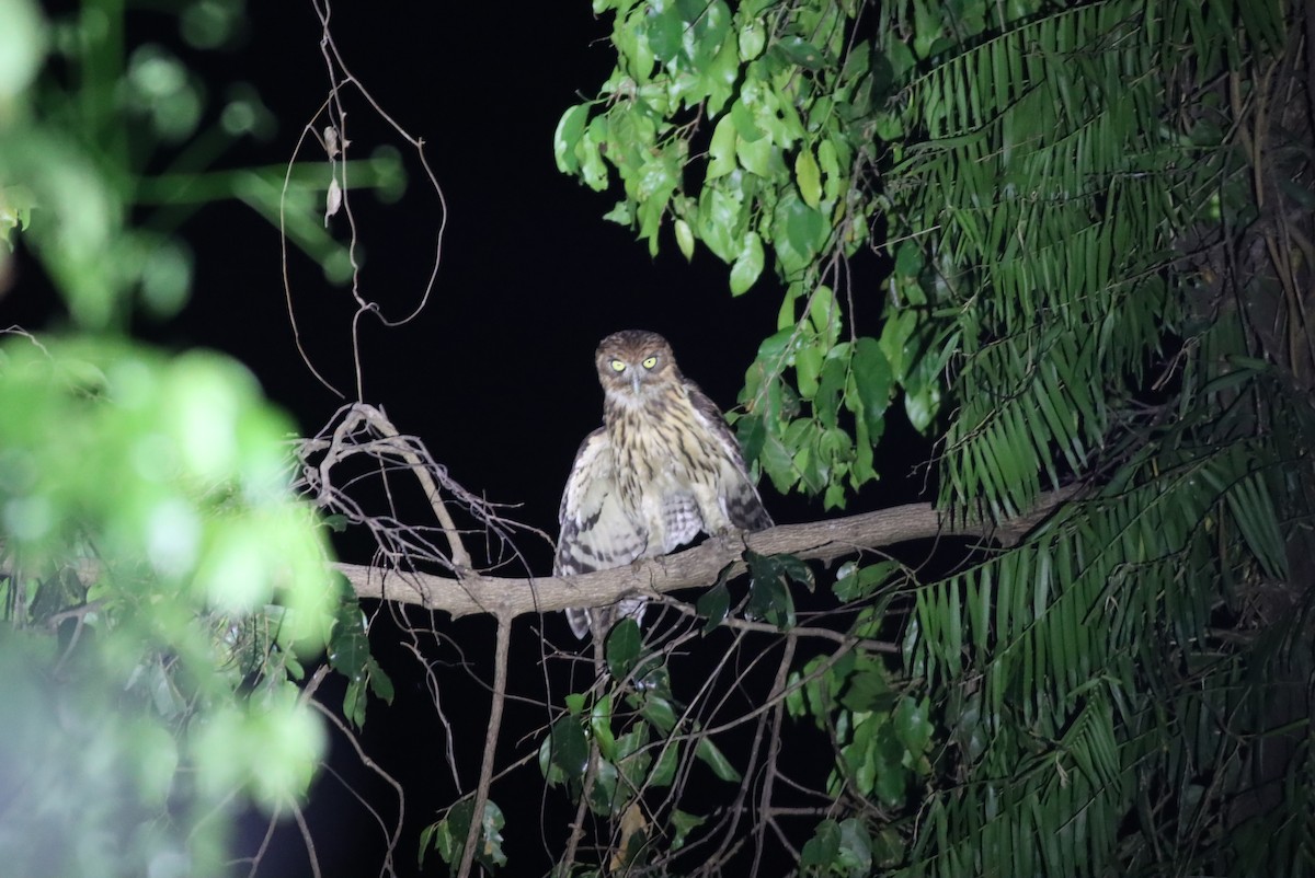 Philippine Eagle-Owl - Thomas Plath