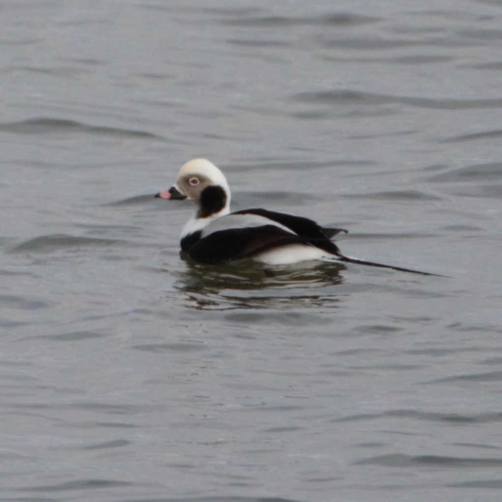 Long-tailed Duck - ML613004404