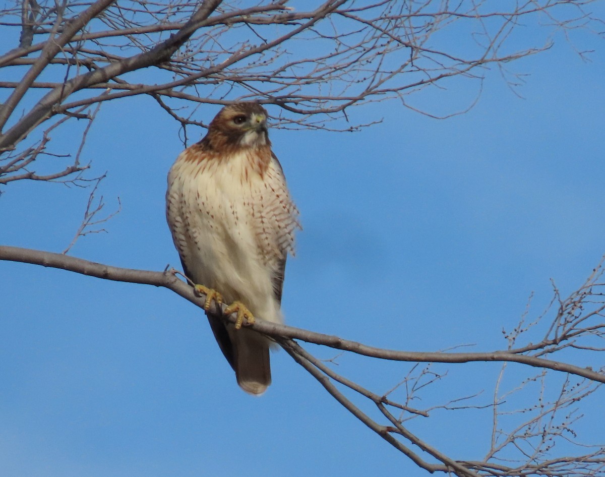 Red-tailed Hawk - ML613004661