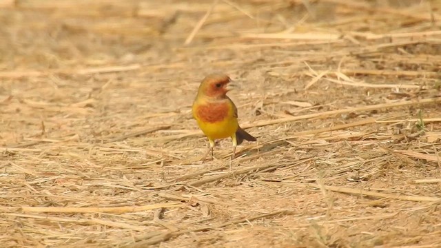 Red-headed Bunting - ML613004836