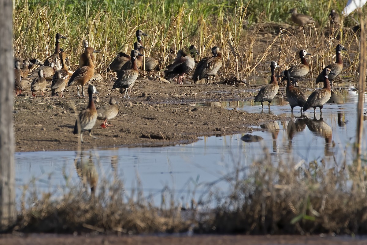 Fulvous Whistling-Duck - ML613005153