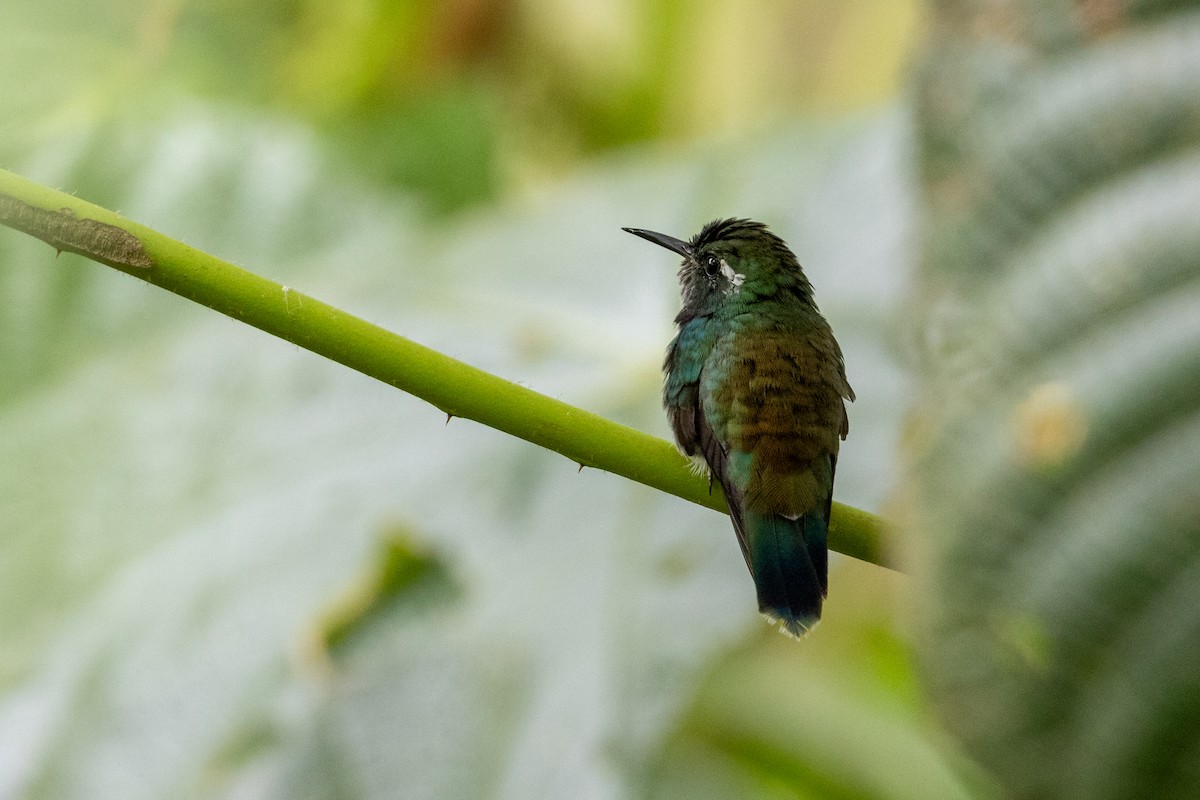 kolibřík klínozobý - ML613005178