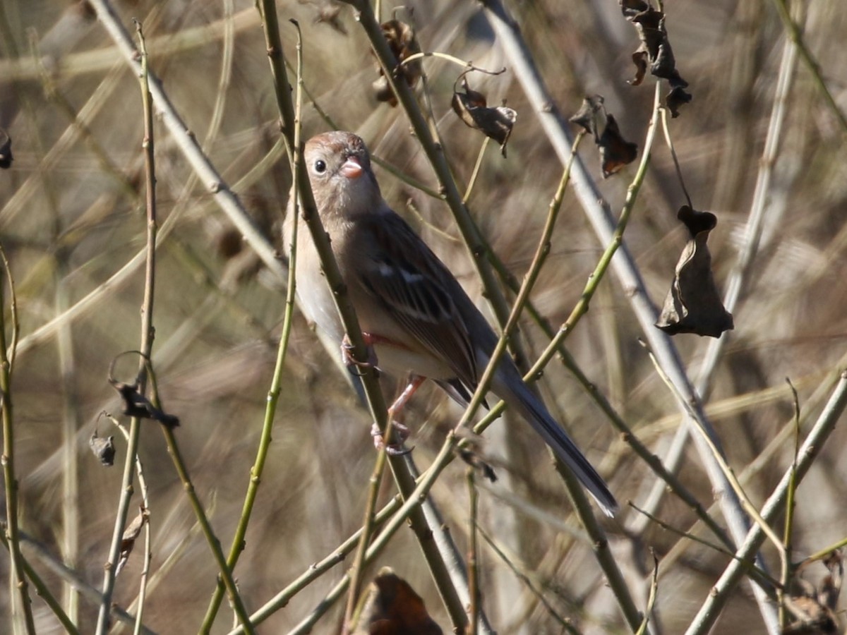 Field Sparrow - ML613005281