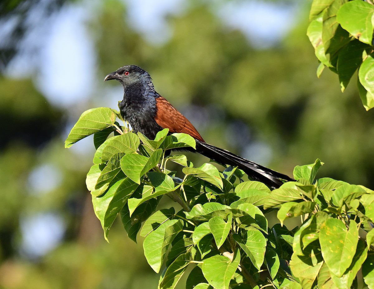 Greater Coucal - ML613005344