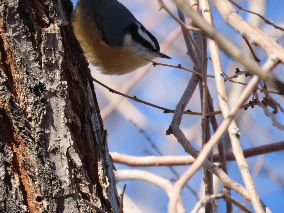 Red-breasted Nuthatch - ML613005536