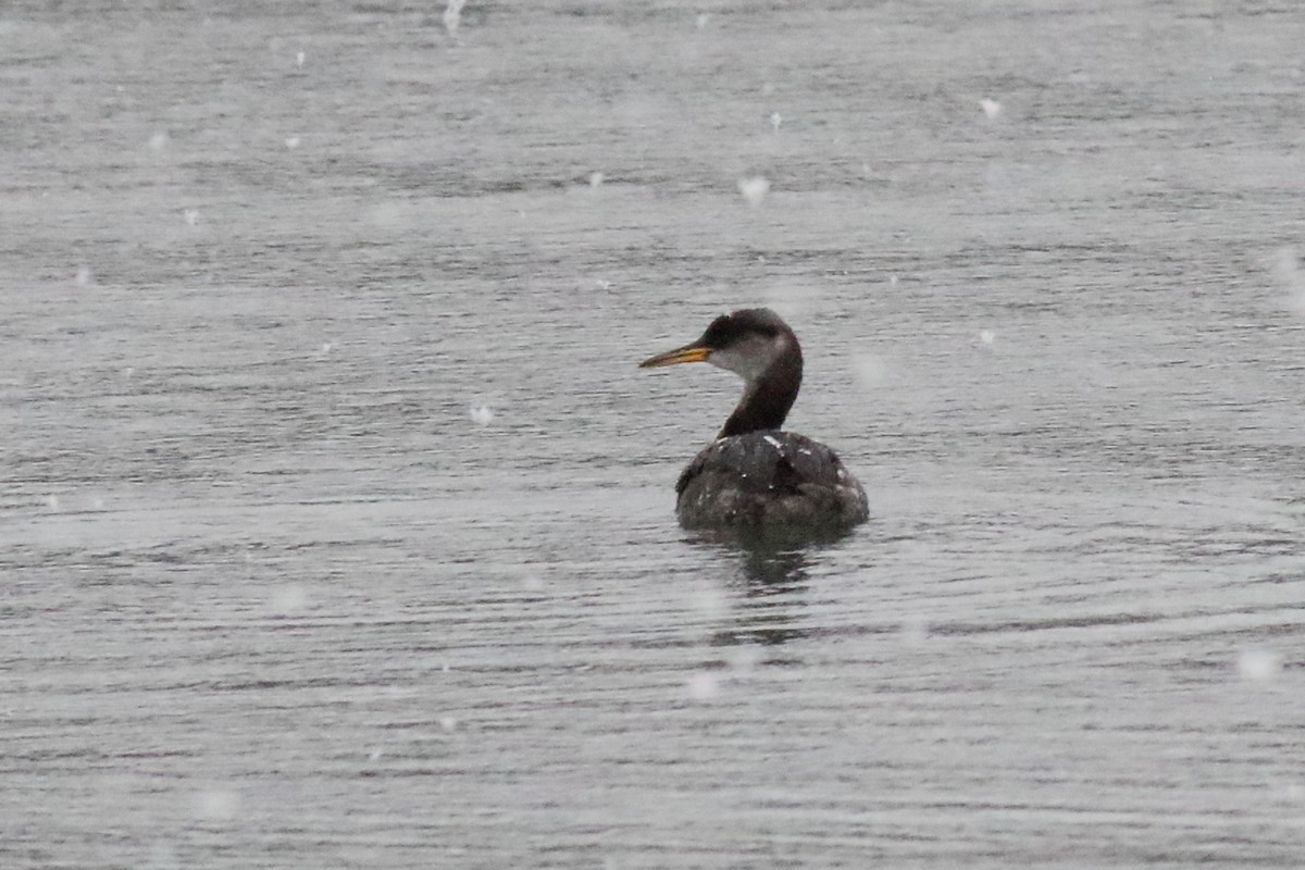 Red-necked Grebe - ML613005678