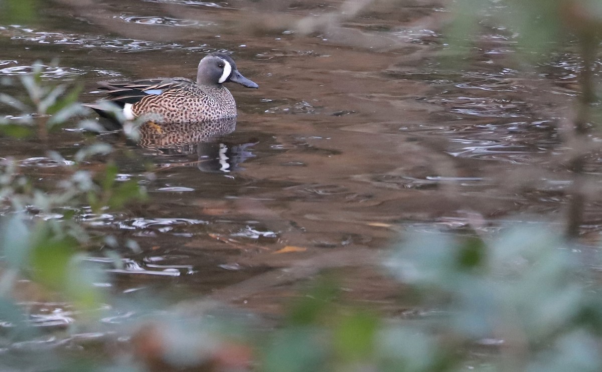 Blue-winged Teal - ML613005814