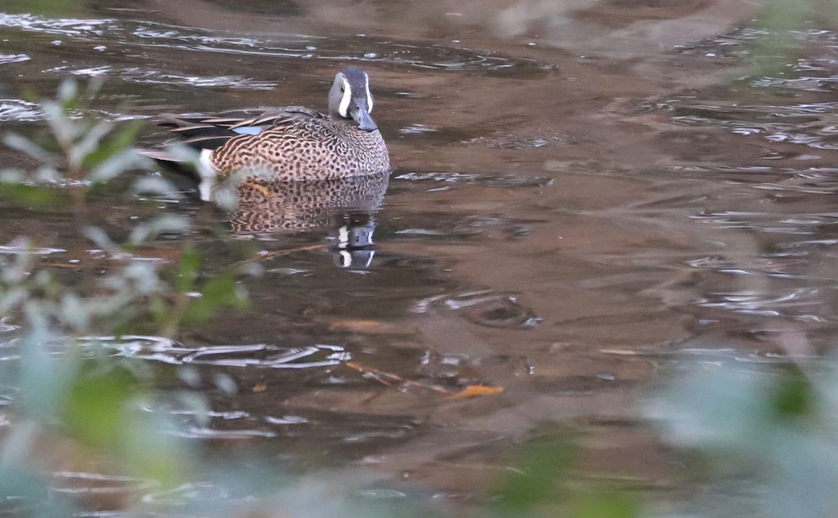 Blue-winged Teal - ML613005829