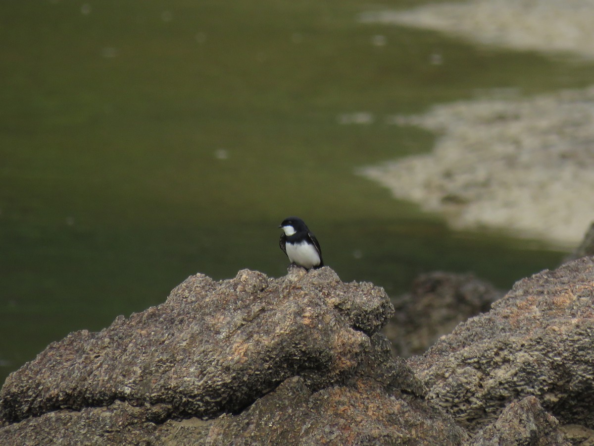 Black-collared Swallow - Oswaldo Cortes Bogota Birding
