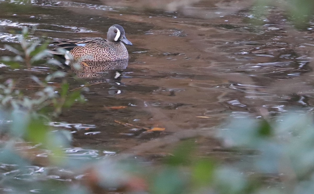Blue-winged Teal - ML613005836
