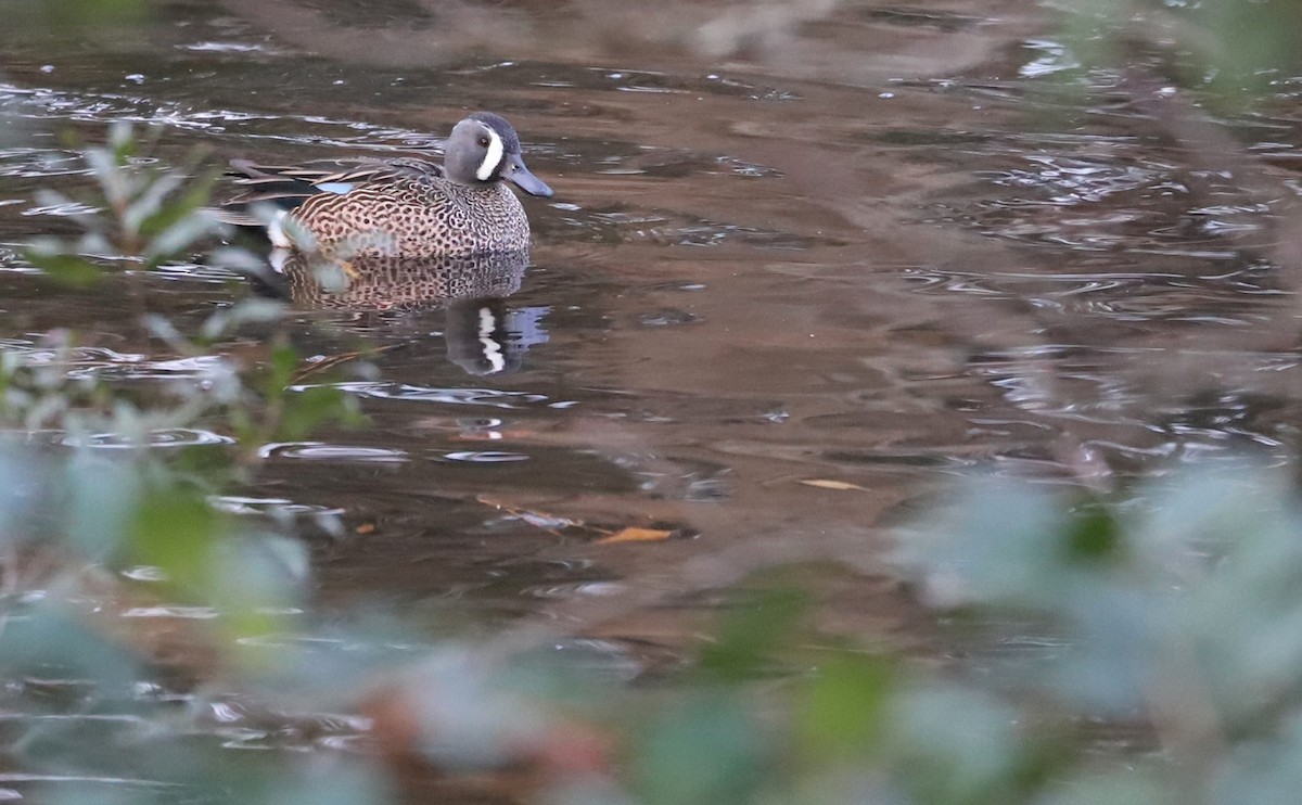 Blue-winged Teal - ML613005845