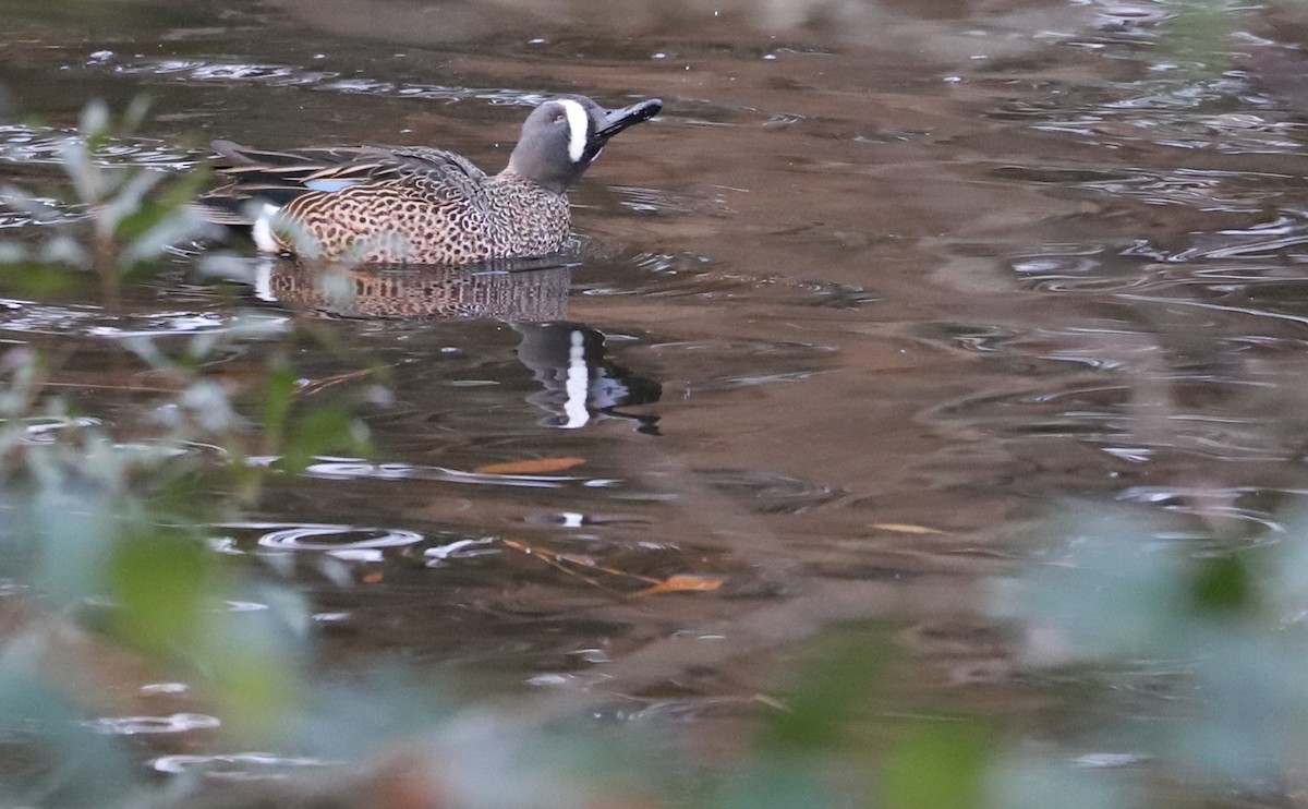 Blue-winged Teal - ML613005858