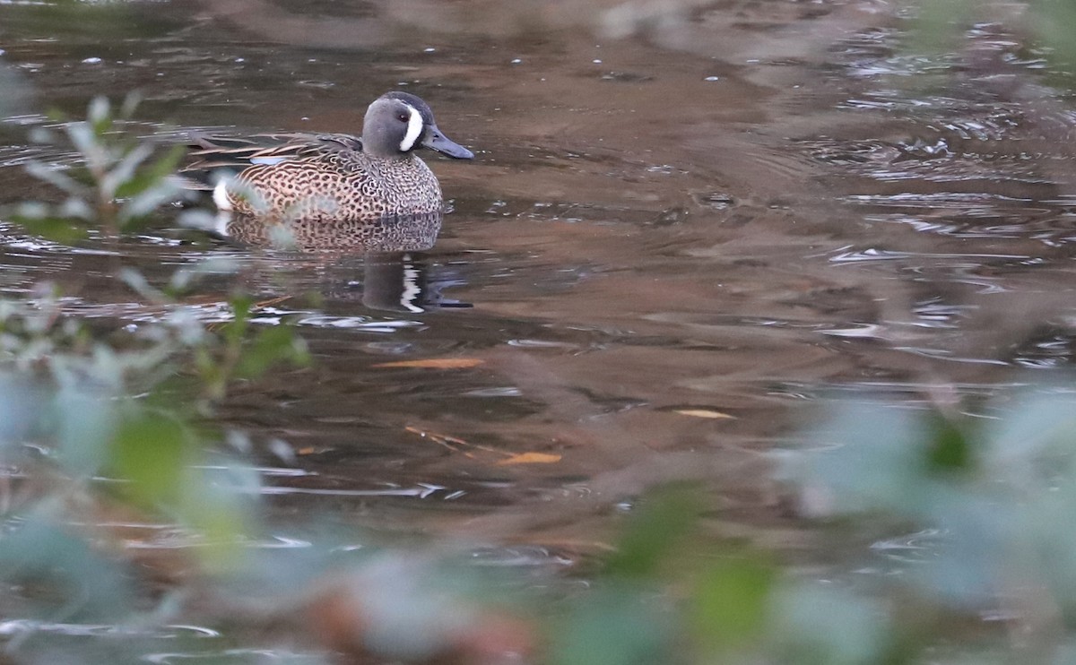 Blue-winged Teal - ML613005872