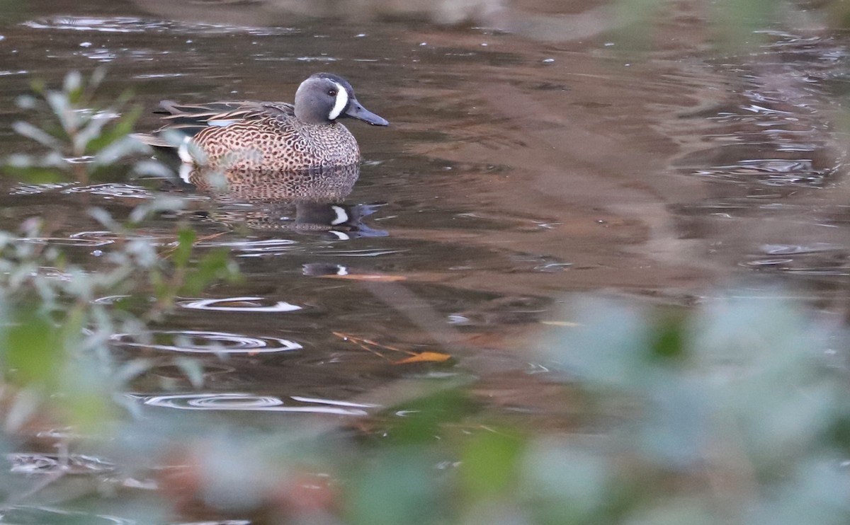 Blue-winged Teal - ML613005884