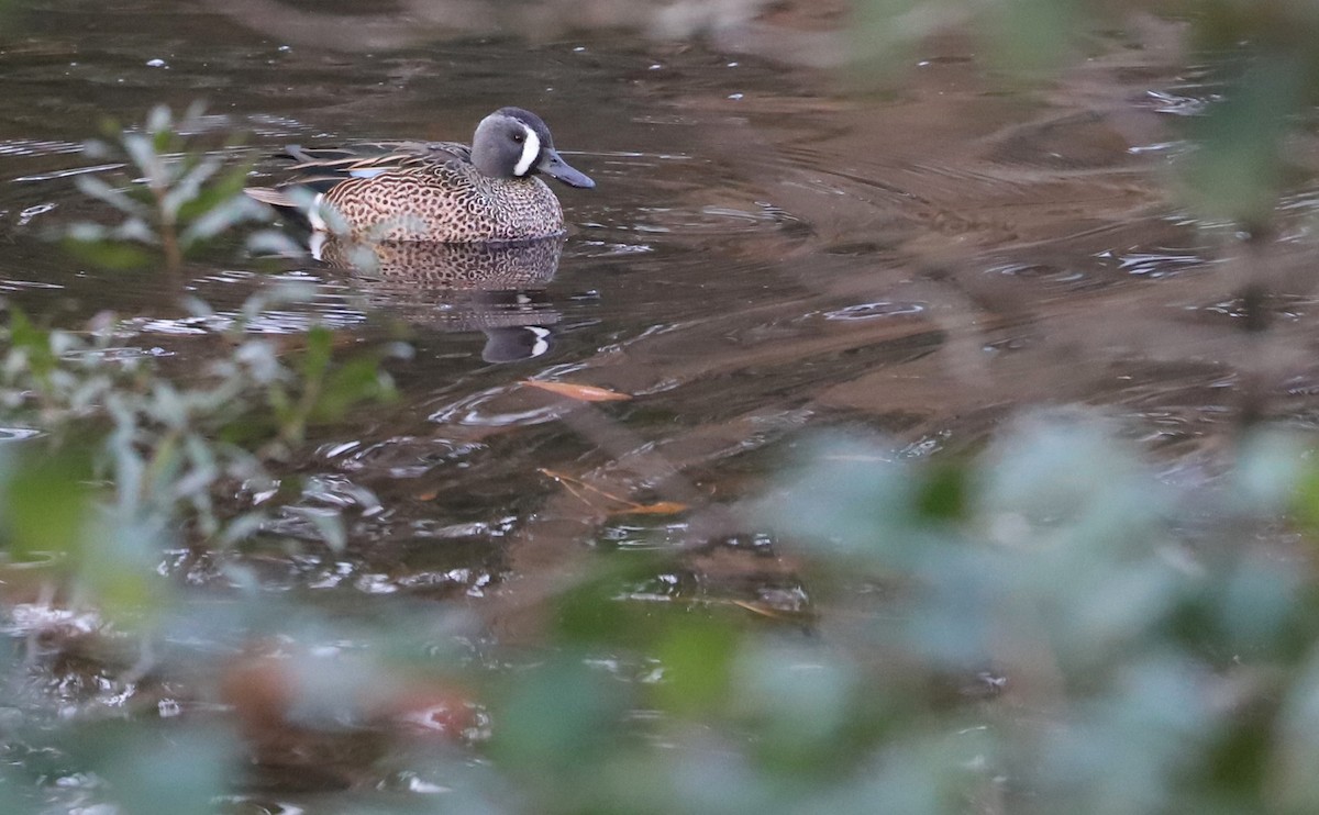 Blue-winged Teal - ML613005898