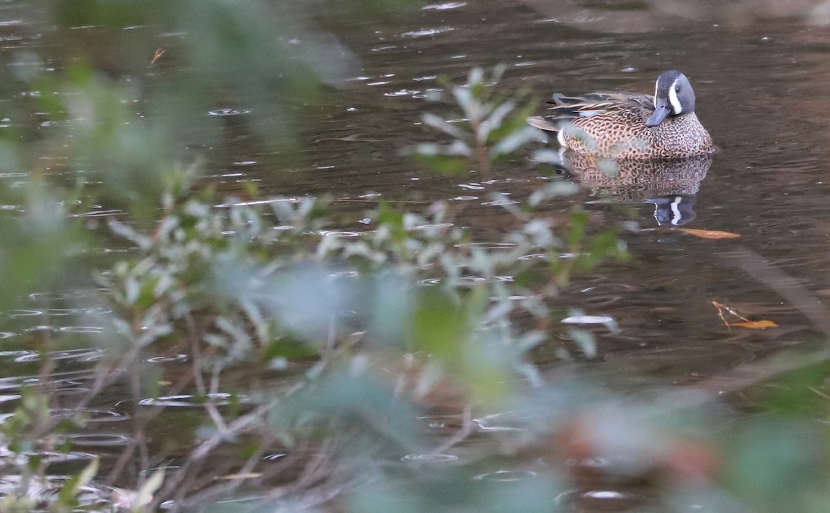 Blue-winged Teal - ML613005917