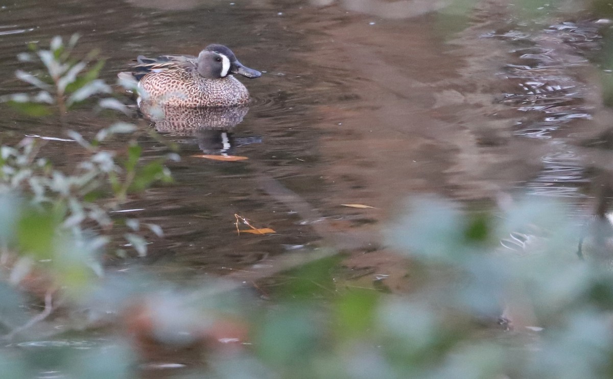 Blue-winged Teal - ML613005926