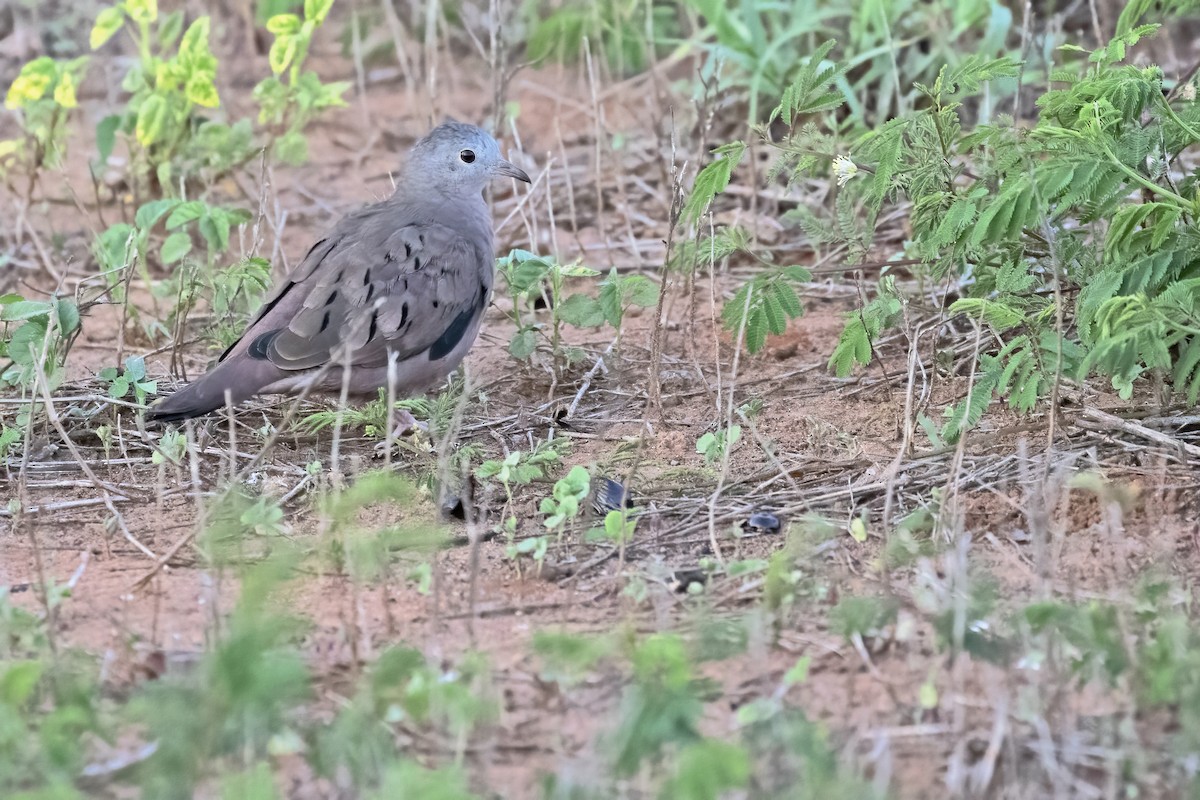 Plain-breasted Ground Dove - ML613006095