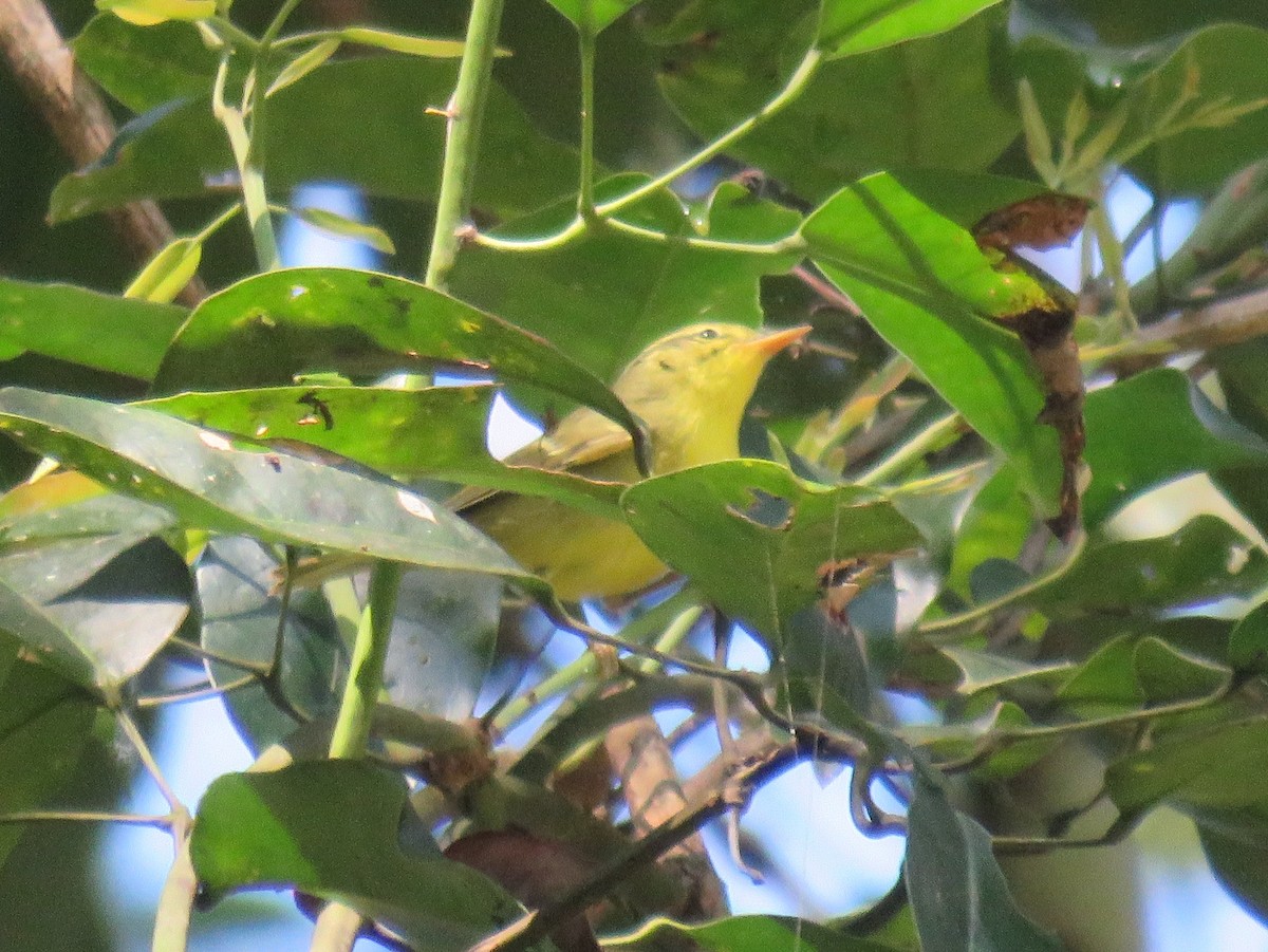 Sulphur-breasted Warbler - Ye Wint Phyoe