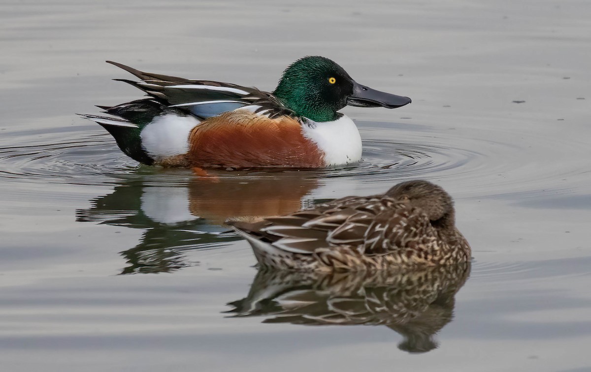 EBird Checklist 2 Jan 2024 Virginia Lake 12 Species   1200