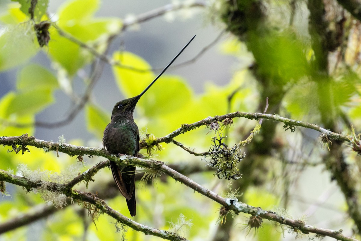 Sword-billed Hummingbird - ML613006923