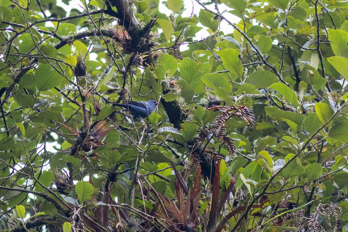 Blue-and-black Tanager - ML613007267
