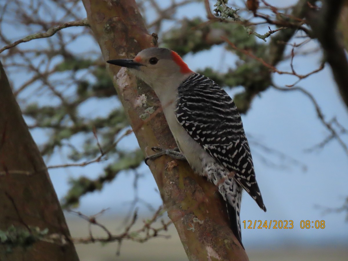Red-bellied Woodpecker - ML613007566