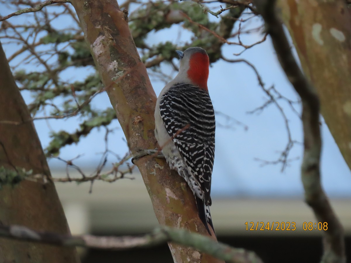 Red-bellied Woodpecker - Elizabeth Anderegg