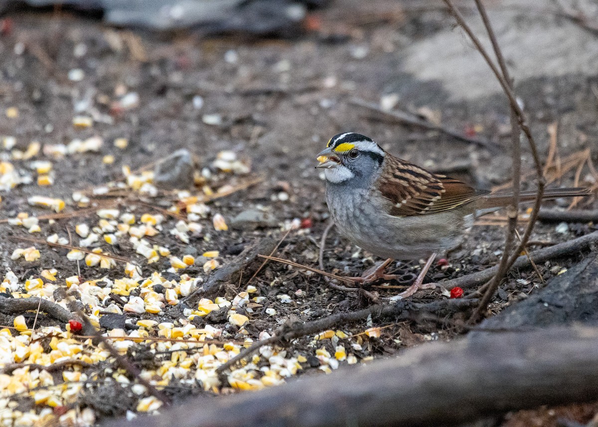 White-throated Sparrow - ML613007773