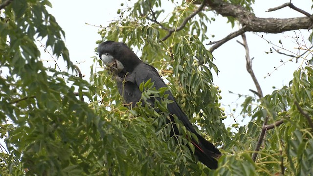 Red-tailed Black-Cockatoo - ML613007888
