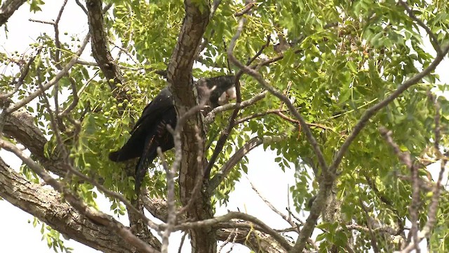 Red-tailed Black-Cockatoo - ML613007896