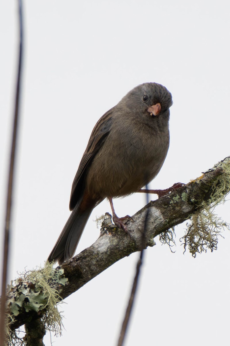 Plain-colored Seedeater - ML613008072