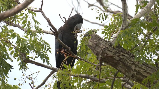 Red-tailed Black-Cockatoo - ML613008091