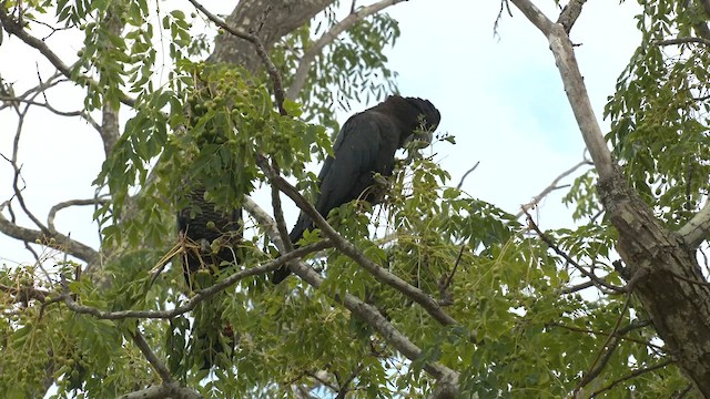 Red-tailed Black-Cockatoo - ML613008098